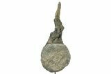 Fossil Sauropod Caudal Vertebra with Metal Stand - Colorado #335457-5